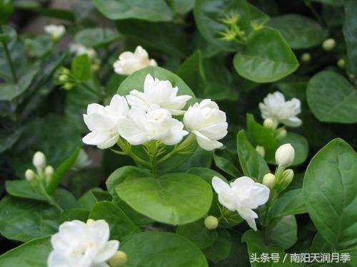 炎炎夏日養(yǎng)這樣花卉***好(圖3)